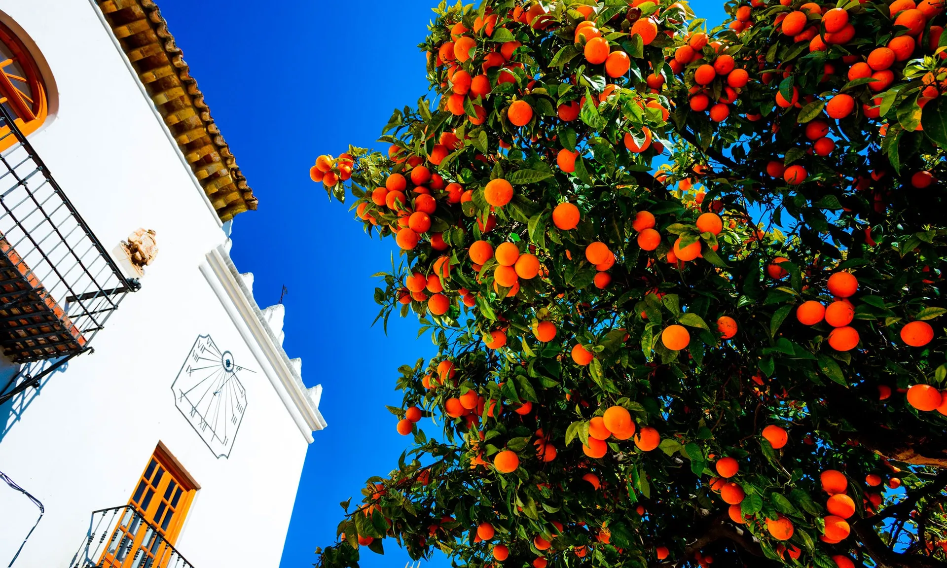 An orange tree heavy with fruit against a white Andalusian facade in Marbella
